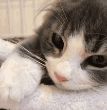 Cat Roro Romane GIF - Cat Roro Romane - Discover & Share GIFs