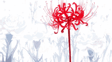Red Spider Lily Flower GIF - Red Spider Lily Flower Bloom GIFs