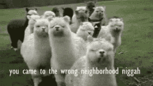 Llama Neighborhood GIF - Llama Neighborhood GIFs