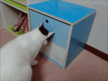 Cat Insists On Keeping Drawer Open GIF - Kitty Cat Drawer GIFs