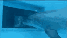 Gif dolphin rape 9 Animals