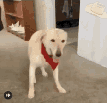 Dog Perro GIF - Dog Perro Perro Bailando GIFs