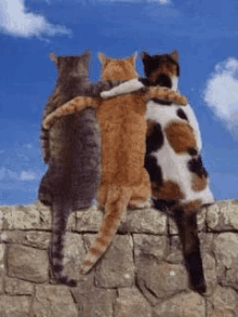 Cats Flight Of Friends GIF - Cats Flight Of Friends GIFs