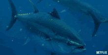 Tuna Swimming GIF - Tuna Swimming Fish GIFs