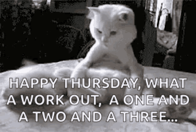 Cats,Funny Animals,Cute,Tail,hypnosis,Fluffy,Silly,Funny,Happy Thursday,gif,animated ...