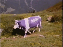 cow milka