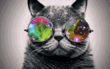 Cat Trippy GIF - Cat Trippy Sunglasses GIFs