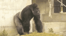 monkey not