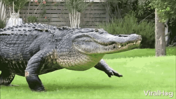 Crocodile Slow Moving GIF - Crocodile Slow Moving Dangerous - Discover &  Share GIFs