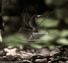 Spider Catching Its Prey With Spiderweb GIF - Bugs Spider Spiderweb GIFs