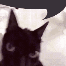 Cat Shaking GIF - Cat Shaking Angry GIFs