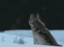 Howling Wolf GIF - Wolf Howl Winter GIFs