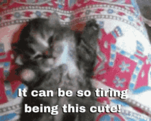 Kitty Cute GIF - Kitty Cute Meow GIFs