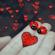 Love Lov Bug GIF - Love Lov Bug Partners GIFs