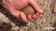 Xero Kiwi GIF - Xero Kiwi Squish GIFs