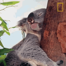 Sleeping Koalas101 GIF - Sleeping Koalas101 Snooze GIFs