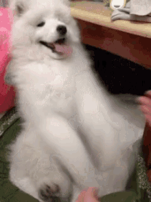Funny Animals Samoyed GIF - Funny Animals Samoyed GIFs