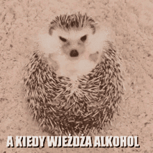 Hedgehog Jez Alkohol GIF - Hedgehog Jez Alkohol GIFs