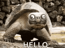 Turtle Weird GIF - Turtle Weird Hello GIFs