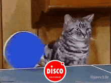 cat kitty ping pong table tennis disco cencosud