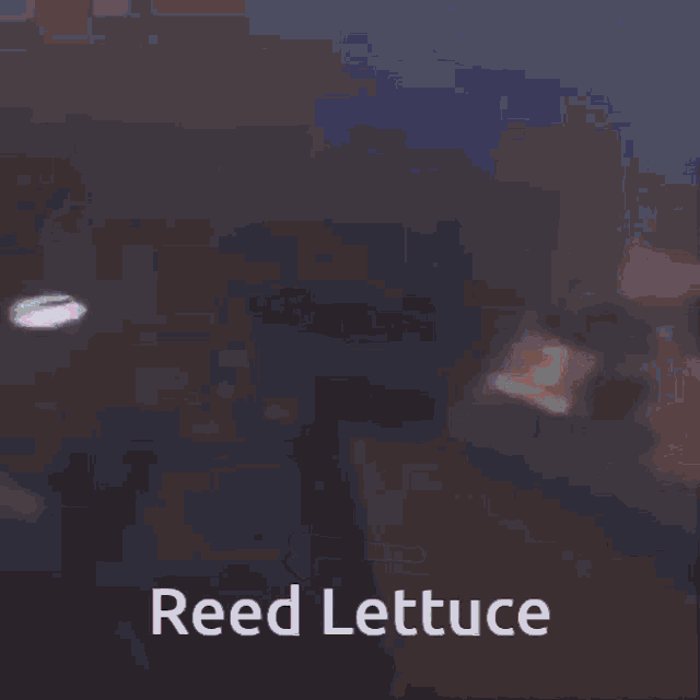 Lettucevro Reddit GIF Lettucevro Reddit Discover & Share GIFs