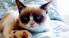 Grumpycat Eyeroll GIF - Grumpycat Grumpy Cat GIFs