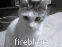 Timotainment Fireblaze GIF - Timotainment Fireblaze Fireblaz GIFs