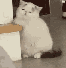 คิมโรโระ Cat GIF - คิมโรโระ Cat Sleepy GIFs