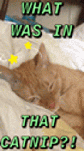 Cats High On Catnip Gifs Tenor Cats High On Catnip Gifs Tenor