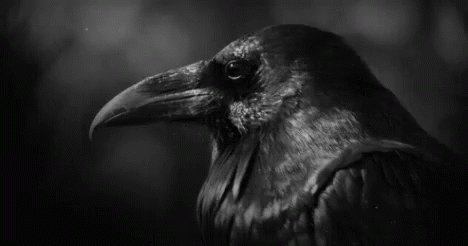 Raven Bird GIF - Raven Bird Corvid - Discover & Share GIFs