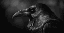 raven bird corvid black