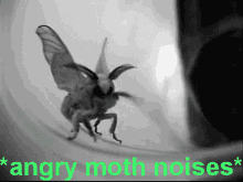 Angry Moth Noises GIF - Angry Moth Noises GIFs