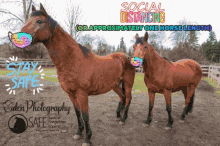 Save A Forgotten Equine Safe GIF - Save A Forgotten Equine Safe Horse GIFs