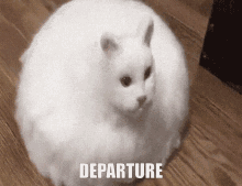 Cat Roomba GIF - Cat Roomba Departure GIFs