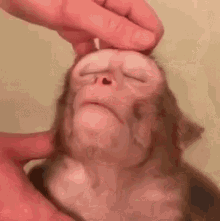 Head Massage GIF - Head Massage Monkey GIFs