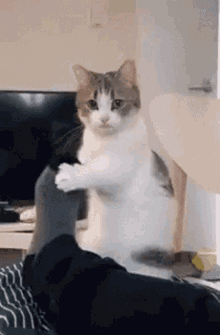 Let Lets Play GIF - Let Lets Play Cat GIFs