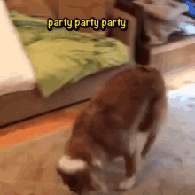 When I Want To Walk, My Humans Know About It. GIF - Dog Party Excited GIFs