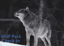 in wolfpack