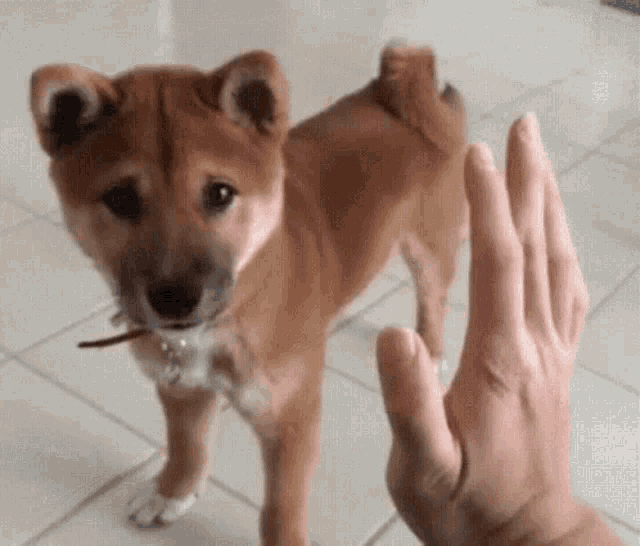 Dogs Pets Gif Dogs Pets Hand Slap Discover Share Gifs
