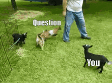 Goat Trivia GIF - Goat Trivia Question GIFs