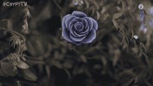 Die Dying Rose GIF - Die Dying Rose Shrivel GIFs