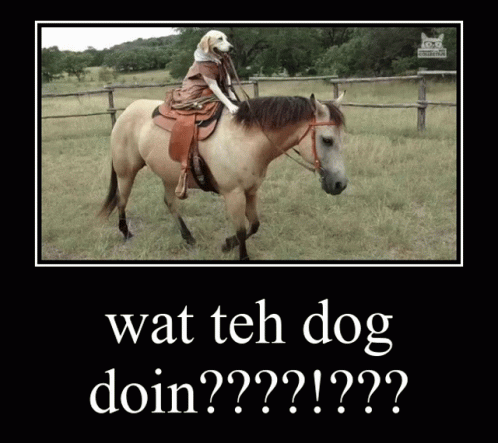 what-da-dog-doin-horse.gif