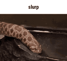 Slurp Snake GIF - Slurp Snake Reynie GIFs