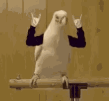 Headbang Bird GIF - Headbang Bird Keep Rockin GIFs