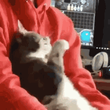 Surprised Cat GIF - Surprised Cat Omg GIFs