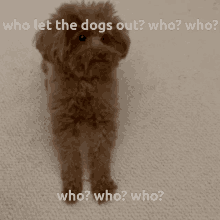 Lola Miss Lola GIF - Lola Miss Lola Who Let The Dogs Out GIFs