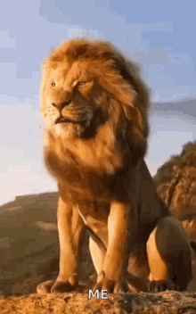 Lion King GIF - Lion King Animal GIFs