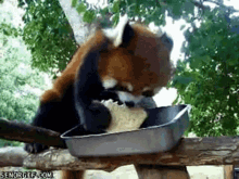 Red Panda Sandiwch GIF - Red Panda Sandiwch Eating Sandwich GIFs