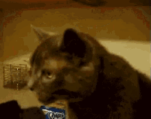 Cat Sneeze GIF - Cat Sneeze Snot GIFs
