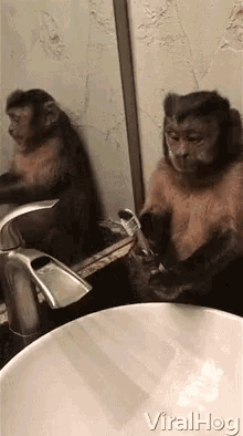 viralhog brushing teeth monkey cleaning